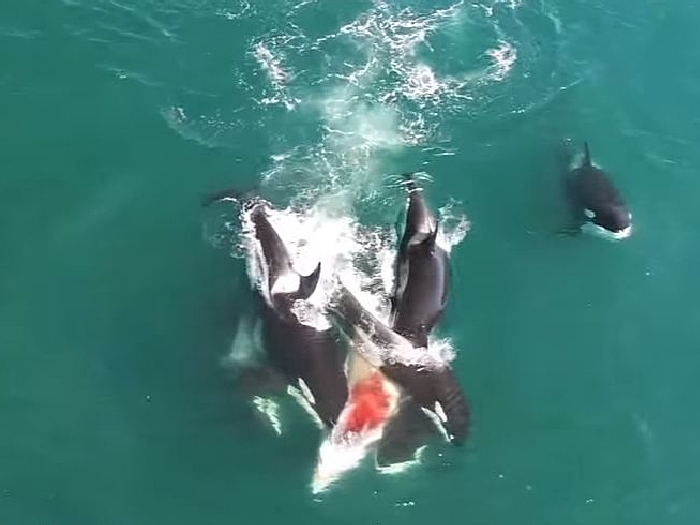 охота касатки на кита